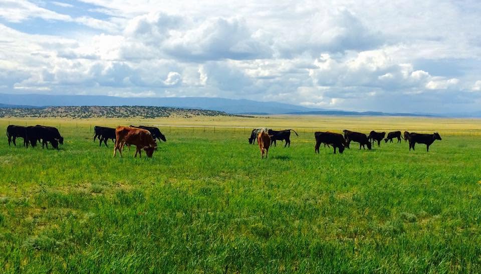 Cattle grazing open range