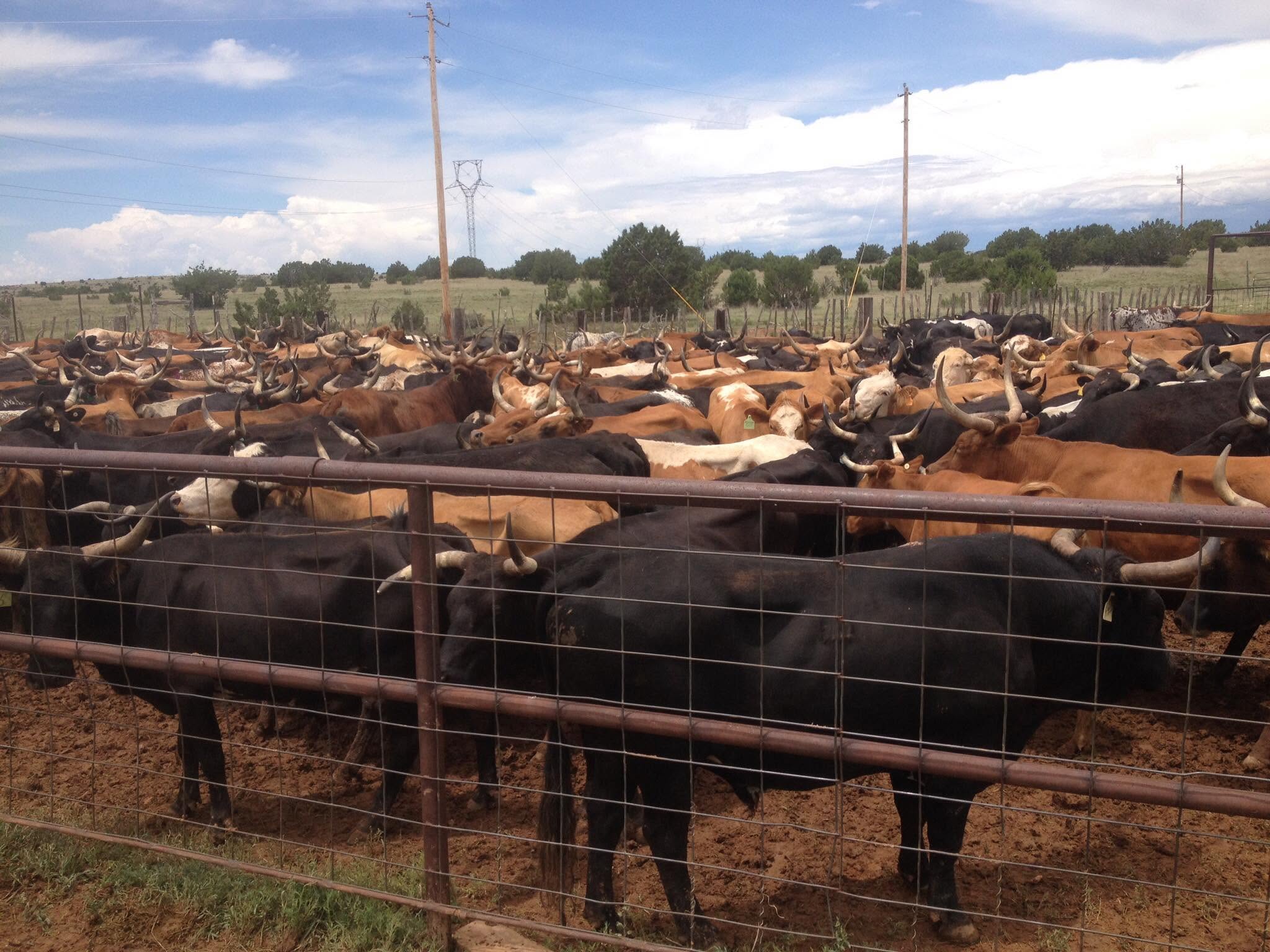 Mathews Land & Cattle Corriente herd