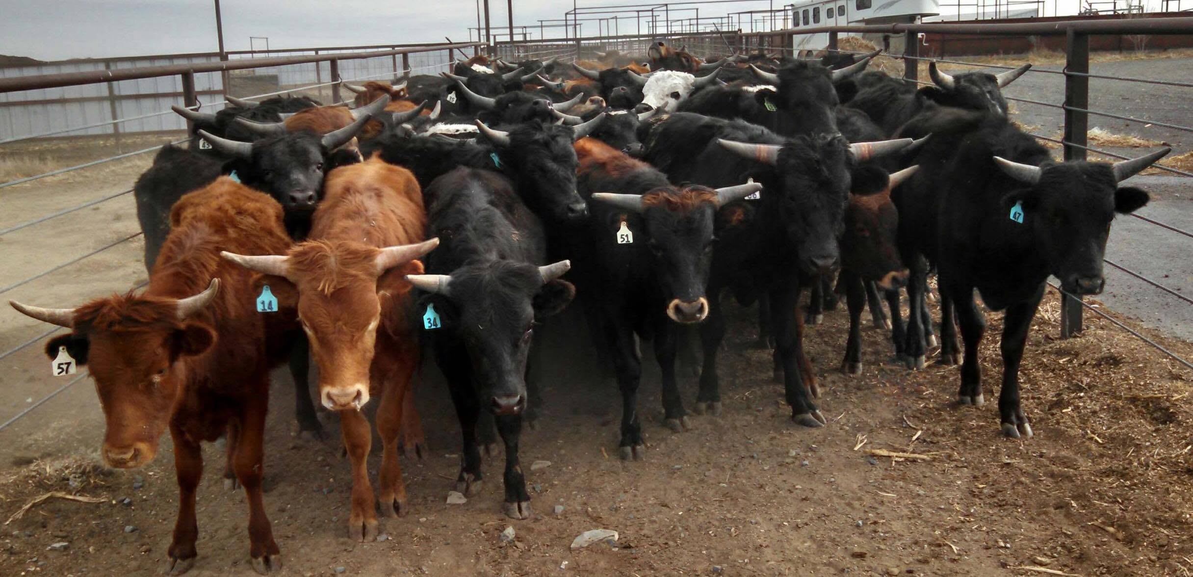 Corriente cattle in the feedlot pen